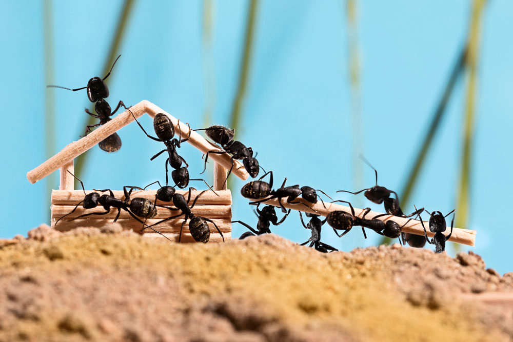 Ants