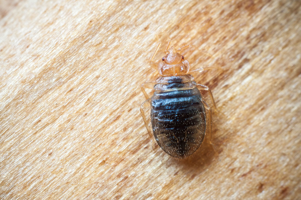 bed-bug Bed Bug