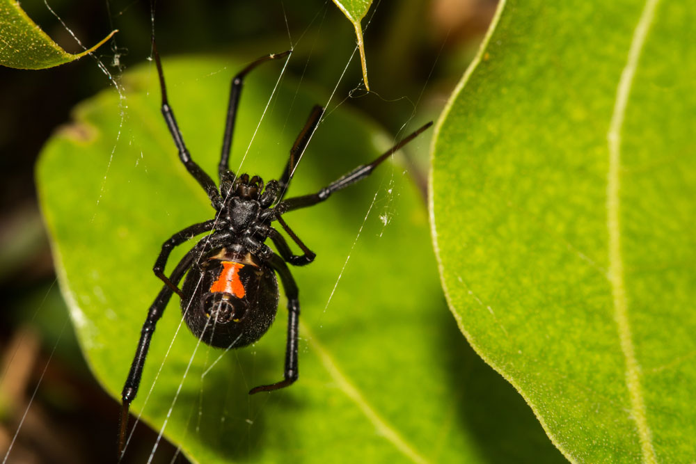 Brown Recluse or Black Widow: Which is Your Favorite?