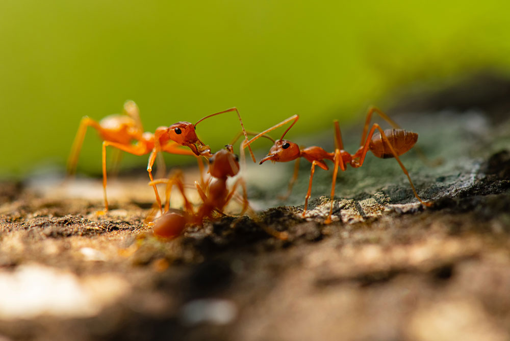 Fire Ants Are Scary.