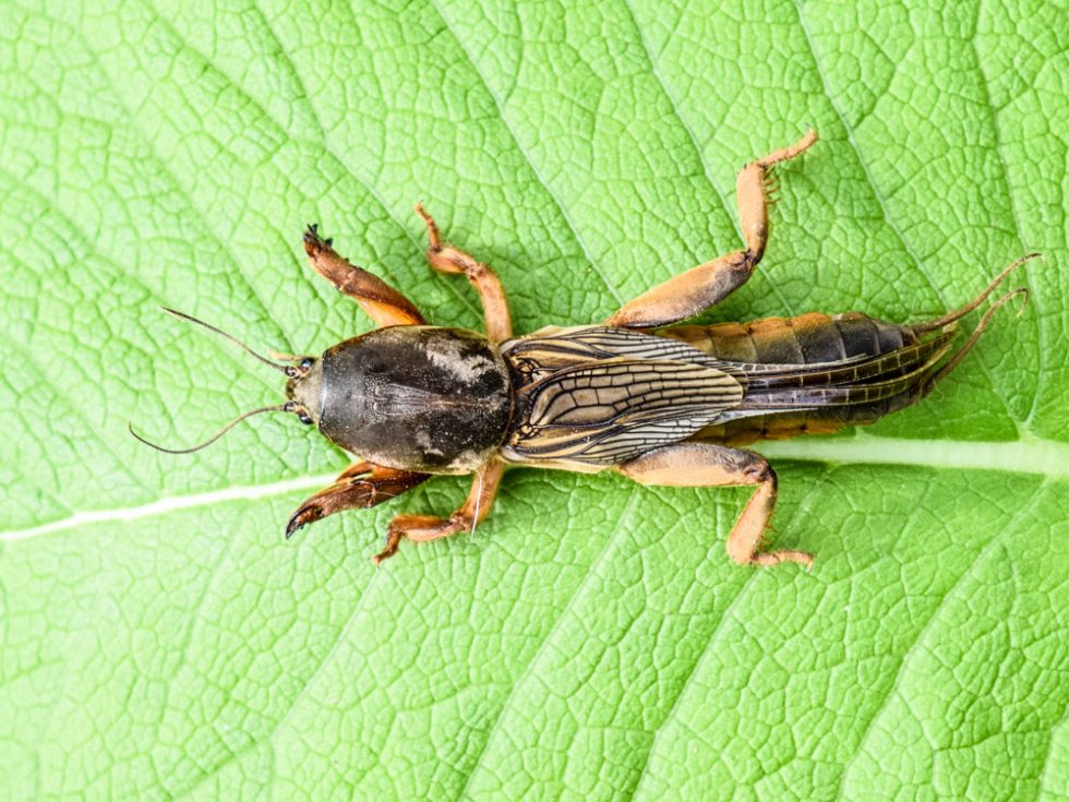 Mole Crickets Pestop