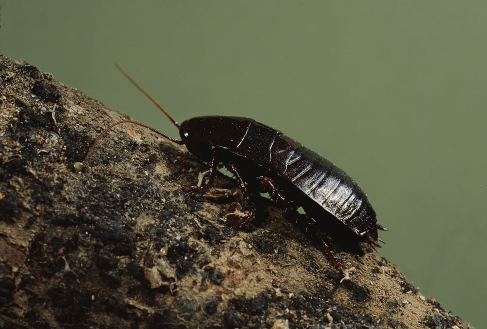 oriental-cockroach oriental cockroach