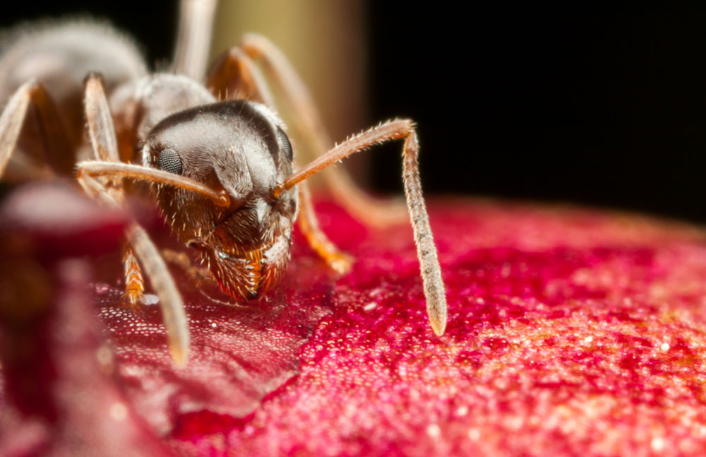 Pharaoh Ant