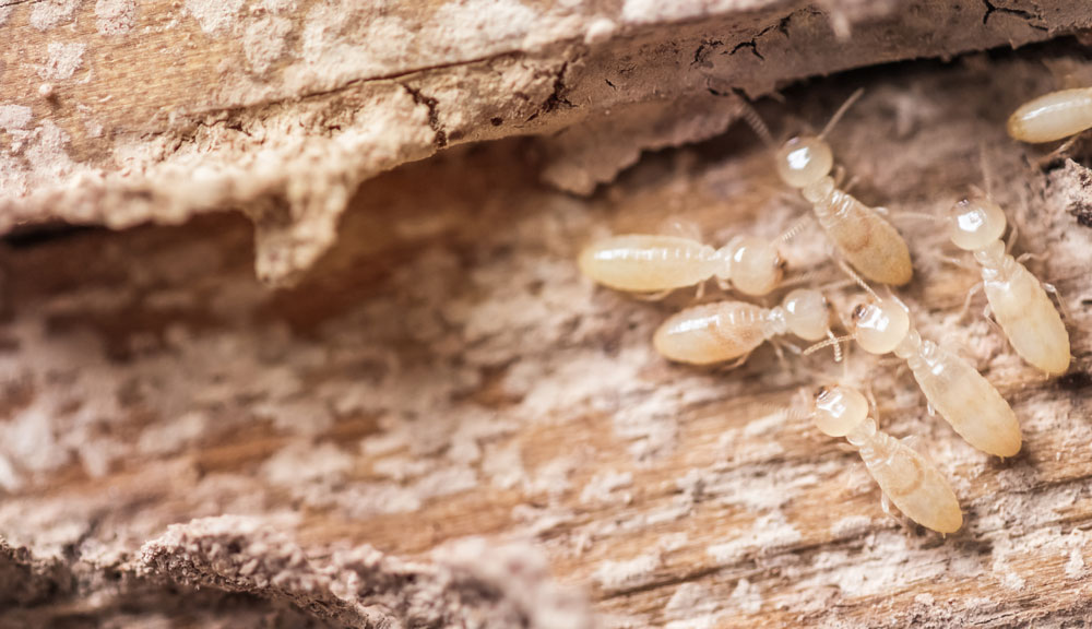 Termites: Trust Us…You Don’t Want Them